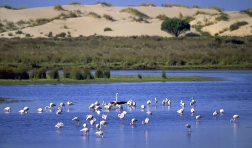 Blog Image for Donana National Park Property Scout Online