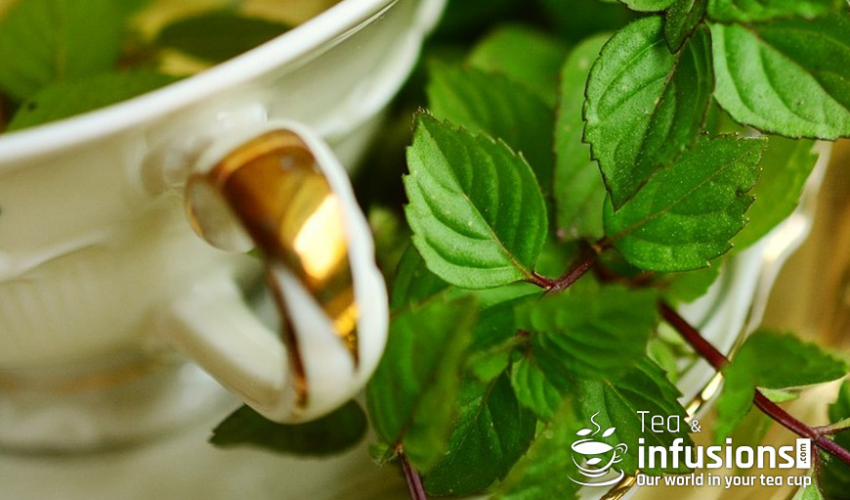 Blog Image for Tea and Infusions - Peppermint tea, a natural digestive Essential. Property Scout Online